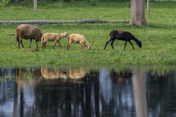 Sheeps grazing near lakeshore