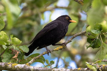 Male blackbird with a worm in it's beak on grass, Oxfordshire, UK