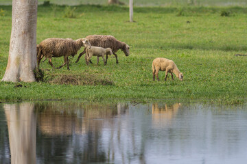 Naklejka na ściany i meble Sheeps grazing near lakeshore