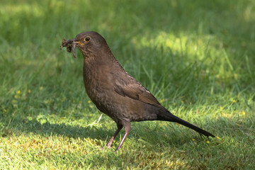 Female blackbird with a worm in it's beak, Oxfordshire, UK