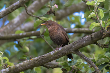 Female blackbird on a branch of a tree, Oxfordshire, UK