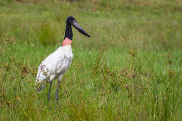 Jabiru (Jabiru Mycteria) standing in vegetation - Mato Grosso do Sul - Brazil