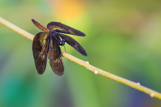 Dragonfly standing on a branch