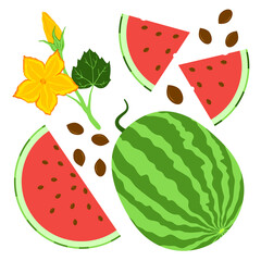 Bright watermelon elements set. Summer vibes illustration. Fresh fruit objects isolated on white background. Cross section and slice of watermelon, flowers and seeds. EPS 10