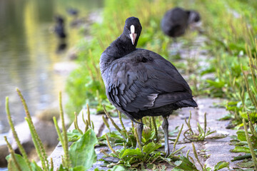 piękna czarna łyska, ptactwo miejskie, wodne