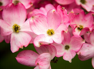 Fototapeta na wymiar Pink dogwood blossoms in the spring, Salem Oregon
