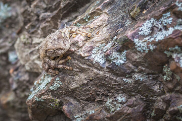 Camouflaged frog on rock