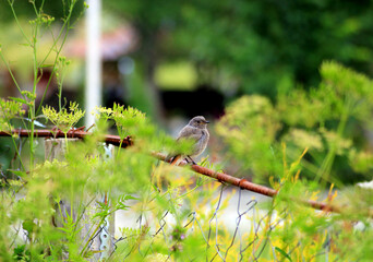 Black Redstart Bird - (Phoenicurus ochruros)