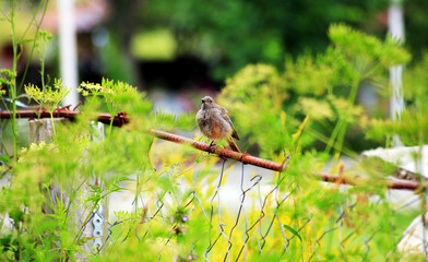 Black Redstart Bird - (Phoenicurus ochruros)