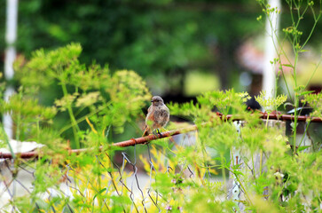 Black Redstart Bird - (Phoenicurus ochruros)
