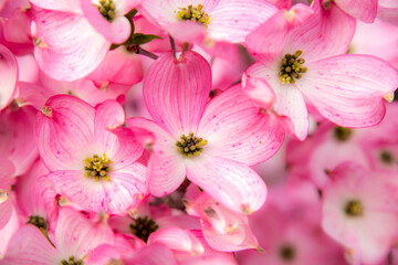 Pink dogwood blossoms in the spring, Salem Oregon