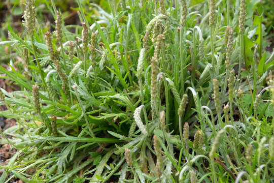 Wegerich, Kr&auml;henfuss-Wegerich (Plantago coronopus), bl&uuml;hend
