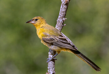 Immature Audubon's Oriole