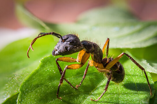 Closeup of an ant on leaves