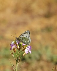 Mariposa blanca sobre una flor