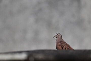 Dove with brown feathers, hostel on top of a wall, with a rustic wall blurred in the background.