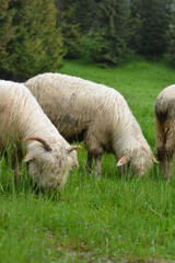 sheep natural environment
