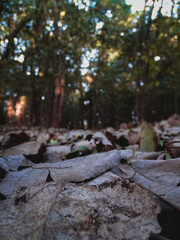 Bosque y hojas secas