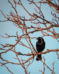 Ave negra en una rama