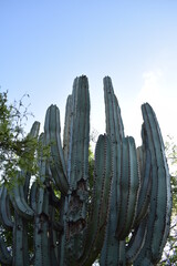 Cactus del occidente mexicano