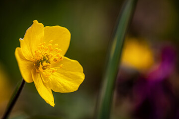Imperfect yellow flower in a spring meadow