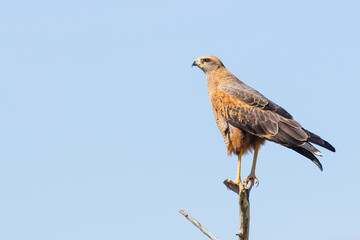 A Savanna Hawk (Heterospizias meridionalis) resting on branch