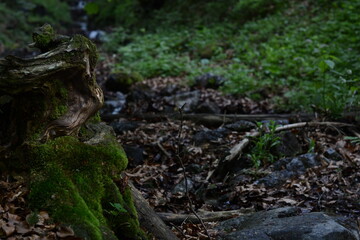 root covered with moss