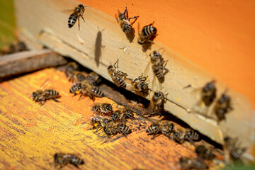 Bees entering the hive after gathering pollen and nectar from flowers