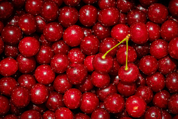 Background of ripe organic sour cherries in the sun