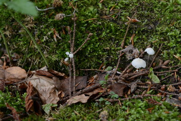 mushrooms in the grass