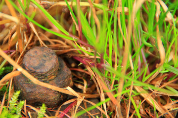Rusty nut in gras