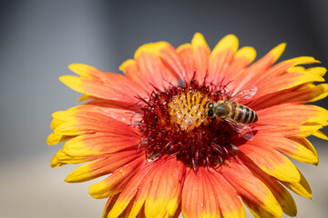 Bee on a orange flower collecting pollen and nectar for the hive