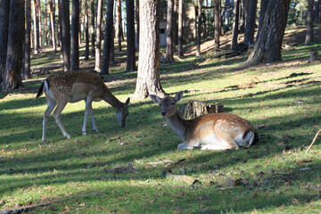 Rehe beim grasen und rasten