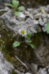 daisy on the rock