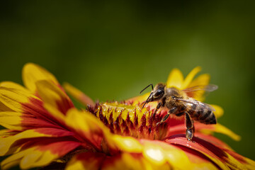 Bee on a orange flower collecting pollen and nectar for the hive