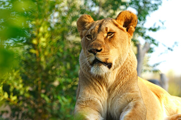 Fototapeta na wymiar Relaxing Lioness