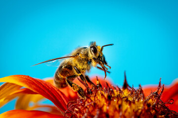 Bee on a orange flower collecting pollen and nectar for the hive blue background
