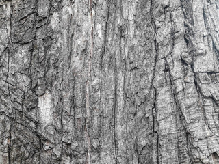 Texture - tree trunk bark (Landscape mode)
