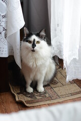 black and white norwegian forest cat.