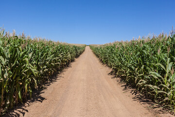 Fototapeta na wymiar Road and corn plantation at Minas GErais - Brazil