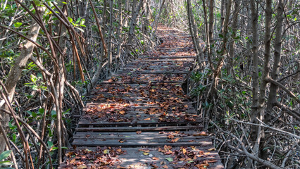 The old wooden bridge in the mangrove forest