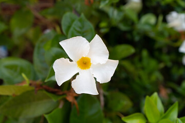 white flowers plants garden flower