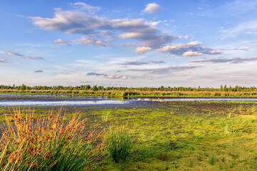 Moorlandschaft Günnemoor mit Nasswiesen, Moos und Bentgräsern im Abendlicht
