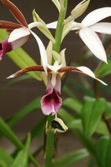 Obraz premium Greater Swamp-orchid (Phaius tankervilleae). Called Swamp Lily, Swamp orchid, Nun's-hood orchid, Veiled orchid, Lady Tankerville's swamp orchid also
