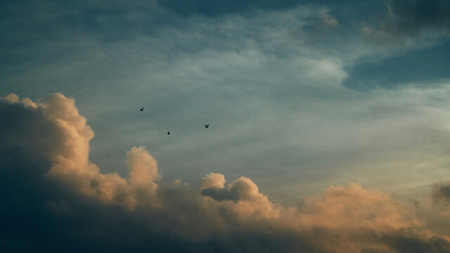 birds flying across clouds and sky 