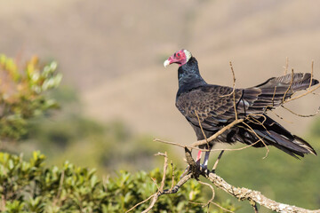 Turkey Vulture (Cathartes aura) resting on branch