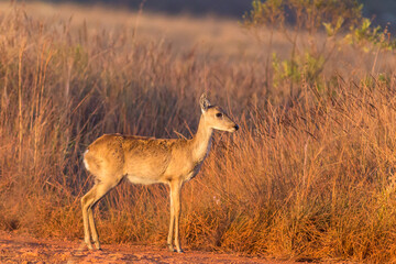 Young pampas deer in dry fields