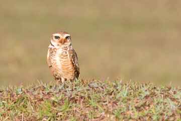 Burrowing Owl (Athene cunicularia) in the pasture