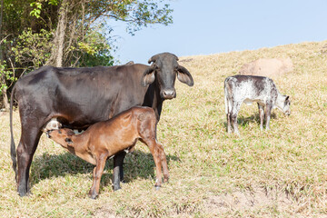 Cow breastfeeding calf in pasture
