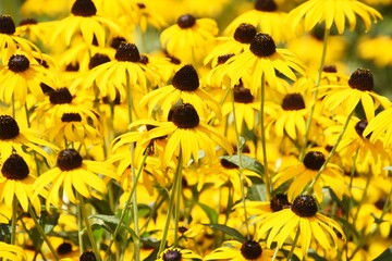 Rudbeckia is a flower of Asteraceae that produces bright yellow flowers in the summer and is also called Black-eyed Susan.